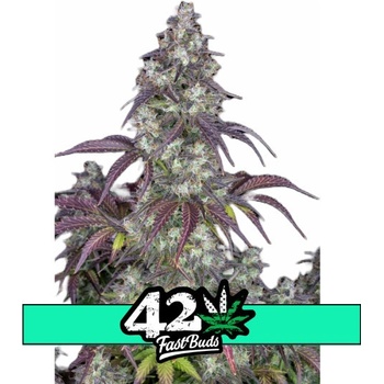 Fast Buds Lemon Pie AUTO semena neobsahují THC 10 ks