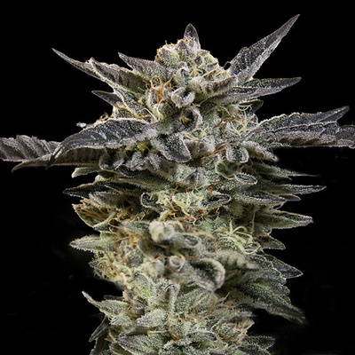 00 Seeds Bank AUTO Oreoz semena neobsahují THC 5 ks