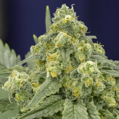 WhiteSilent Seeds Widow semienka neobsahujú THC 5 ks