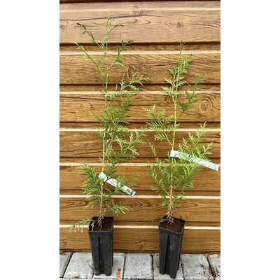 Tuja riasnatá (Thuja plicata) – červený céder, 35ks semien