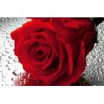 DIMEX ART Флизелинов фототапет детайл от червена роза 375 x 250 см