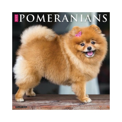 Pomeranians 12 X 12 Wall 2026