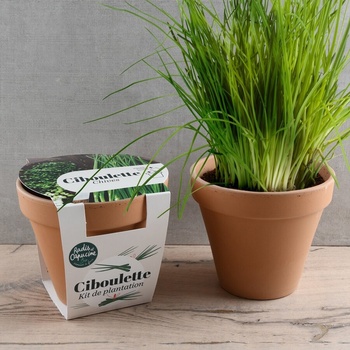 Radis et Capucine Органичен Див Лук в теракотена саксия Антик 13см (pf140899)