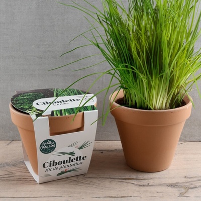 Radis et Capucine Органичен Див Лук в теракотена саксия Антик 13см (pf140899)