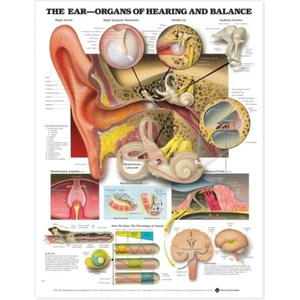 Ear: Organs of Hearing and Balance Anatomical Chart | Anatomical Chart Company (ISBN: 9781587791215)