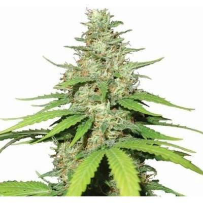 Nirvana Top-44 AUTO semena neobsahují THC 5 ks