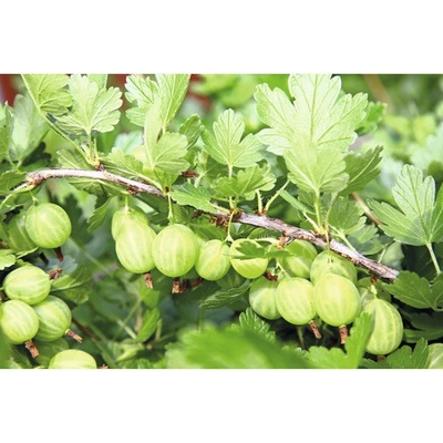 Angrešt BIO beztrnný zelený FloraSelf Bio Ribes uva-crispa 'Mucurines' květináč 3 l