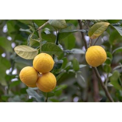 Citrus junos (Citrónovník japonský) ´YUZU´, kont. C2L, výška: 20-30 cm