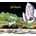 JADE WARRIOR: JADE WARRIOR -DIGI- CD