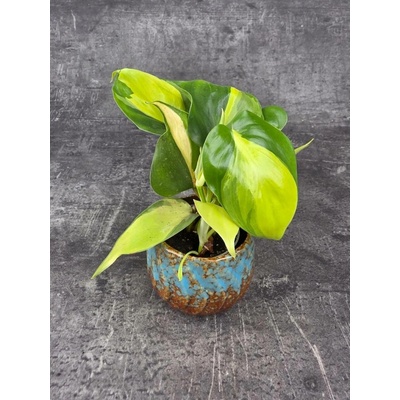 Philodendron Scandens Brasil mini (nádherný philodendron vhodný dál od okna)