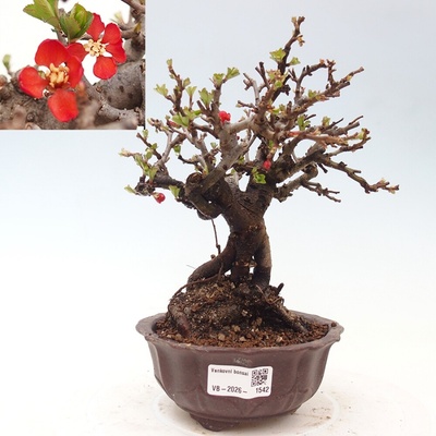 e-bonsai Venkovní bonsai - Chaneomeles speciosa - Kdoulovec ozdobný