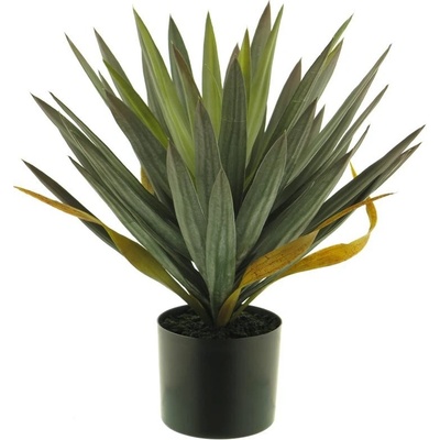 Juka - Yucca v květináči V50 cm