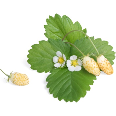 Veritable Вложка за семена Lingot плодови храсти бяла горска ягода (VLIN-P5-Fra039)