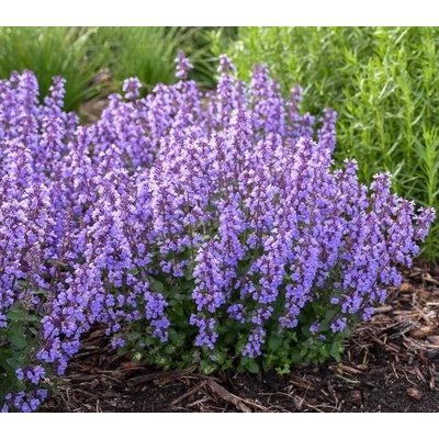 Nepeta faassenii CAT'S PAJAMAS BLUE - šanta kočičí
