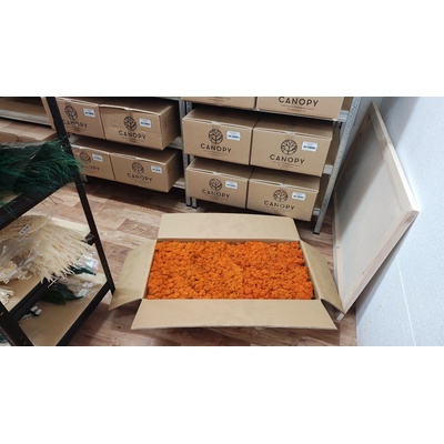 Stabilizovaný mach – sobí - lišajník – Reindeer moss - oranžový - celé balenie 5kg