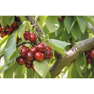 Třešeň obecná samosprašná FloraSelf Bio Prunus 'Stella' výška kmene cca 60 cm celková výška 130-150 cm květináč 7,5 l