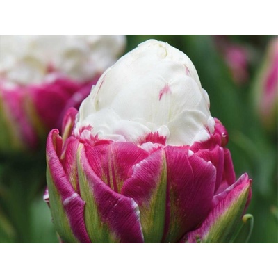Tulipán Ice Cream 5 ks v balení