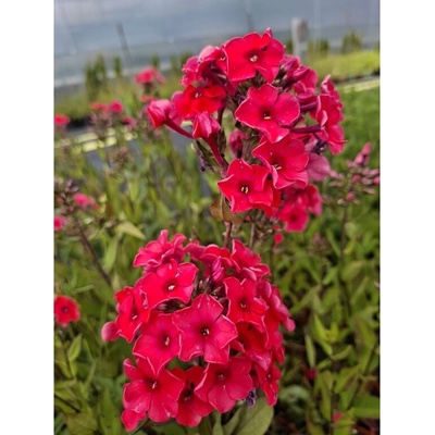 GREENBOSS FLOWER Phlox paniculata 'Adessa Orange' Průměr květináče: 9 až 12 cm