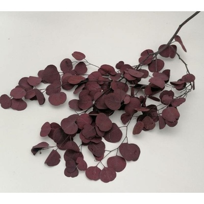 Eucalyptus populus preparovaný bordó 150 g