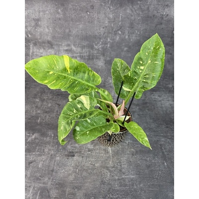 Philodendron Ring Of Fire 12 cm (Philodendron za pecka cenu :))