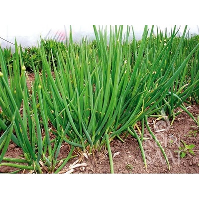 Bio cibule zimní Cosmo