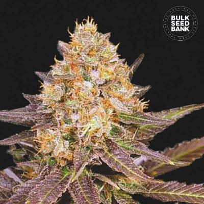 Bulk Seed Bank Lavender Best semena neobsahují THC 10 ks