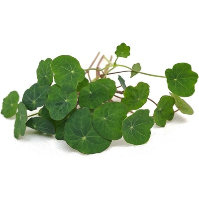 Tiny Greens Lichořeřišnice Verdant BIO semínka na klíčení a 50 g