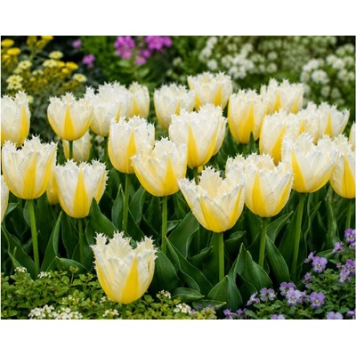 Tulipán 'Lemon beauty' 5 ks