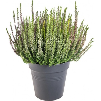 Vřes obecný High Five, Calluna vulgaris, průměr květináče 17 cm