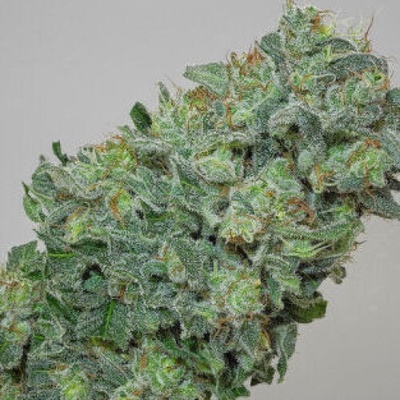 Mandala Seeds Flashberry regular semienka neobsahujú THC 5 ks