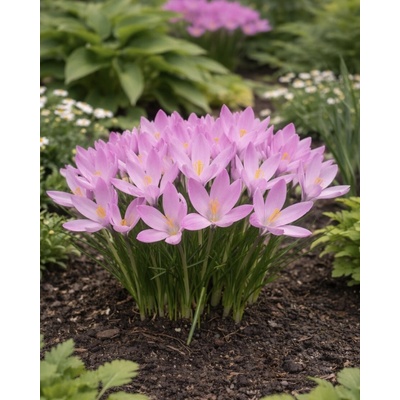 Krokus 'Tommasinianus' 10 ks
