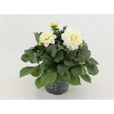 Dahlia mix 12x25 cm