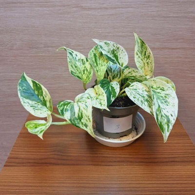 Epipremnum Pinnatum Marble Queen č3