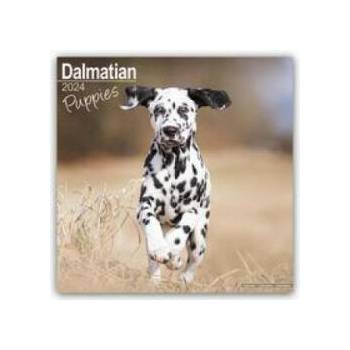 Dalmatian Puppies Calendar 2024 Square Dog Puppy Breed Wall Calendar - 16 Month