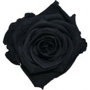 Stabilizovaná ruža - čierna