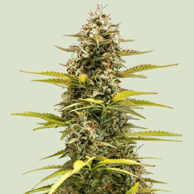 Royal Queen Seeds Cosmos F1 Auto CBD semienka neobsahujú THC 10 ks