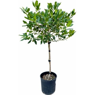 Cezmína obecná Nellie R. Stevens na 40-50 cm kmienku, výška 70-90 cm, kvetináč 9 l