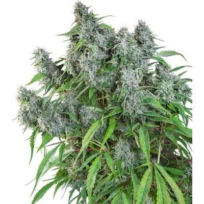 Super Sativa Seed Club Frosty Friday regular semena neobsahují THC 12 ks