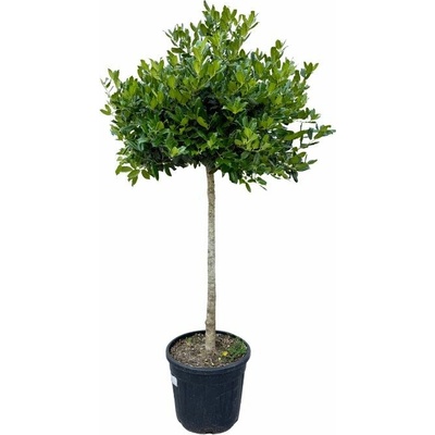 Cezmína Nellie R. Stevens na 70 -90 cm kmienku, výška 170-180 cm, kvetináč 35 l