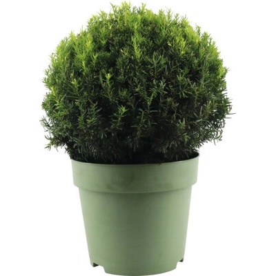 Tis červený FloraSelf Taxus baccata koule Ø cca 45 cm