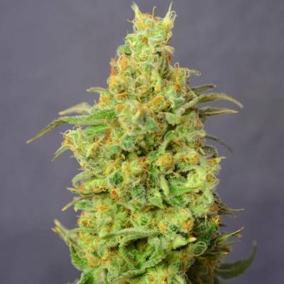 House Of The Great Gardener Orange Barb semena neobsahují THC 6 ks