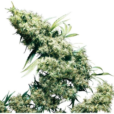 Sensi Seeds Jamaican Pearl semienka neobsahujú THC 10 ks
