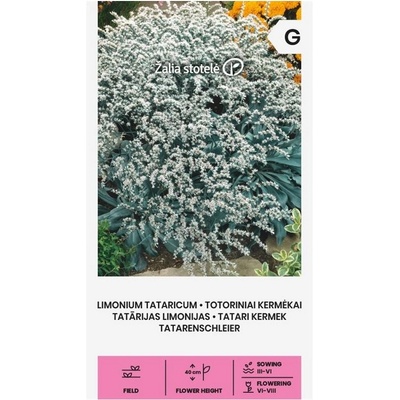 Seklos Лимониум Татарикум Goniolimon tataricum