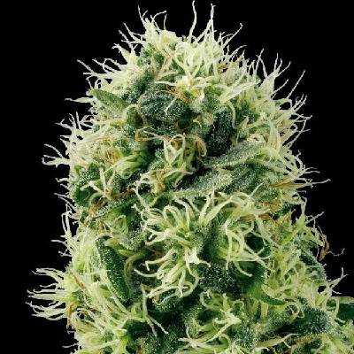 White Label Pure Power Plant semena neobsahují THC 3 ks