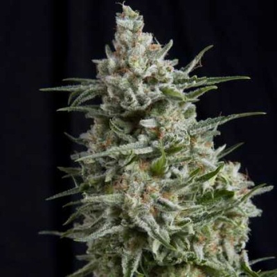 Pyramid Seeds Anesthesia semienka neobsahujú THC 100 ks