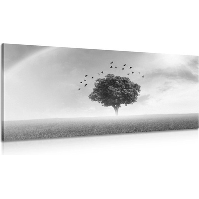 Obraz osaměý strom na louce v černobílém provedení - 80x40