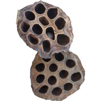 Indická sušina Lotus medium, 20 ks, hnědá
