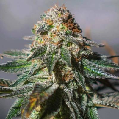 Exclusive Seeds Bank AUTO Oxus semena neobsahují THC 5 ks