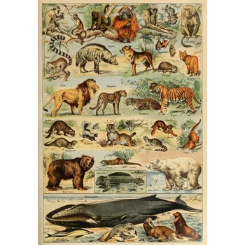 Grafika - Puzzle Illustration from Larousse pour Tous: Mammals - 1 000 piese