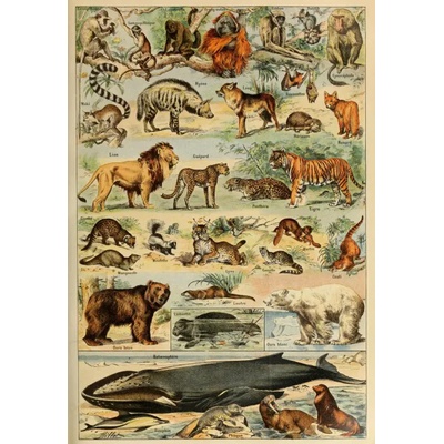 Grafika - Puzzle Illustration from Larousse pour Tous: Mammals - 1 000 piese